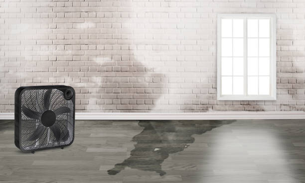 Best Mold removal after water damage  in Lake Stickney, WA